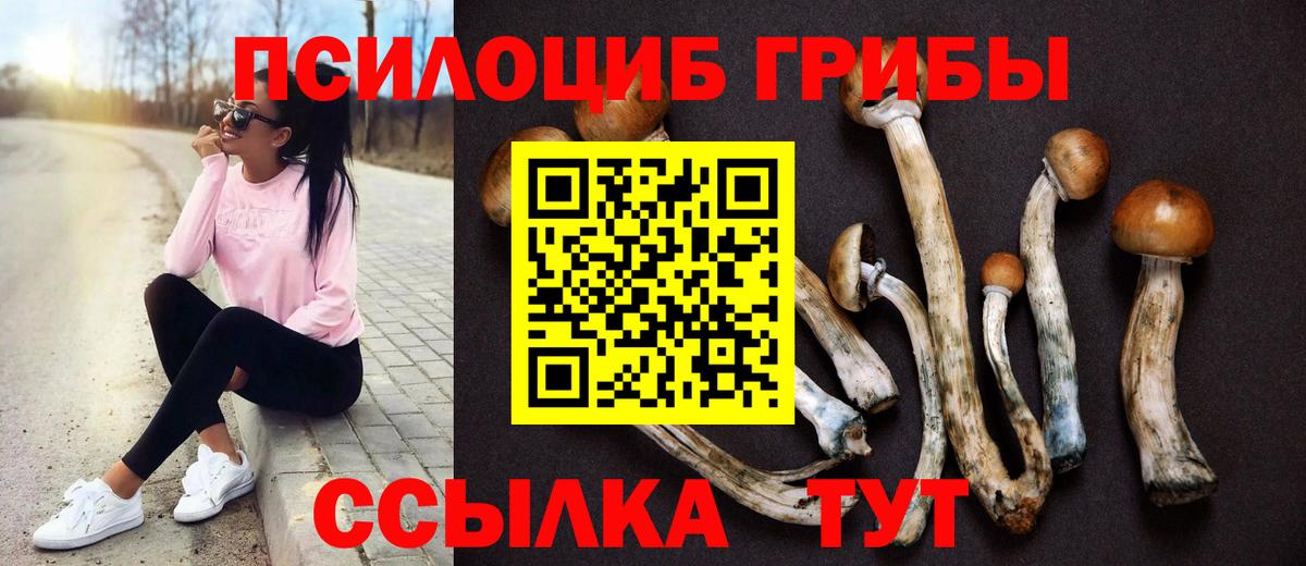 Галлюциногенные грибы Psilocybe Малгобек